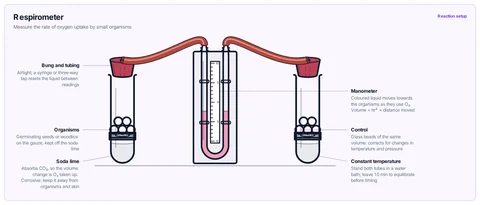 Respirometer template: Two boiling tubes with soda lime under a gauze platform, live organisms in one and glass beads in the control, joined by a U-tube manometer of coloured liquid. A-level / AP / IB Biology.