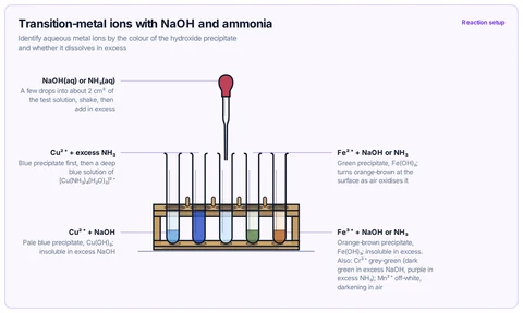 Transition-metal ions with NaOH and ammonia template: A-level / IB / CBSE: test tubes in a rack showing Cu²⁺ with NaOH and with excess aqueous ammonia, Fe²⁺ and Fe³⁺ with NaOH, and a test solution with the reagent added dropwise from a pipette.