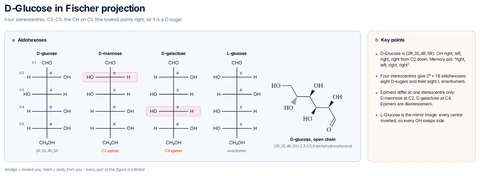D-Glucose in Fischer projection template preview