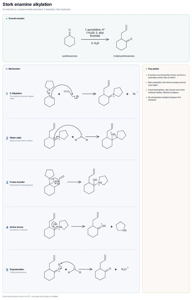 Stork enamine alkylation mechanism template