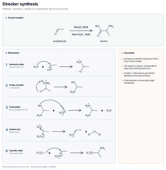 Strecker synthesis mechanism template